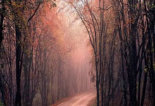 B体育官方-佛罗伦萨主场失利后：陷入保级泥潭的深层反思与未来出路